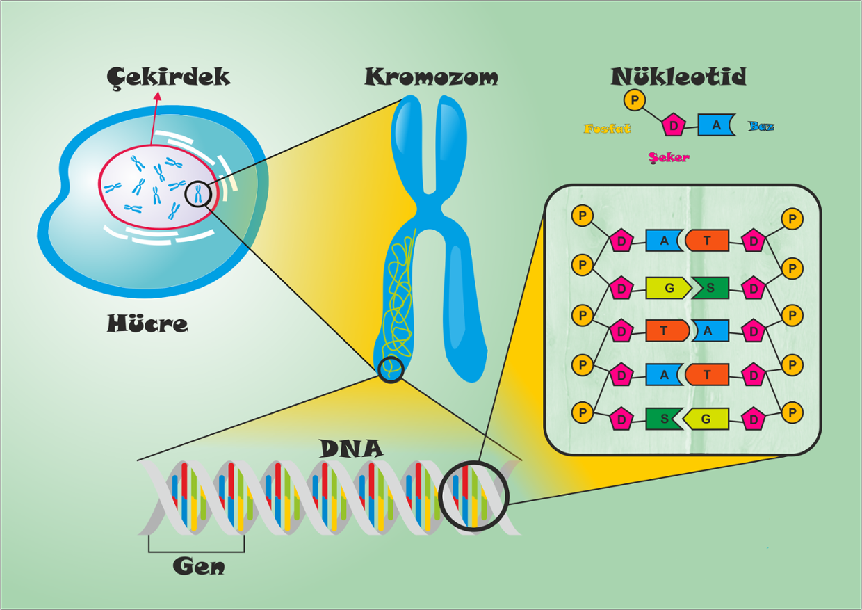 DNA ve Kod Soruyurdu DNA ve Kod Soruyurdu
