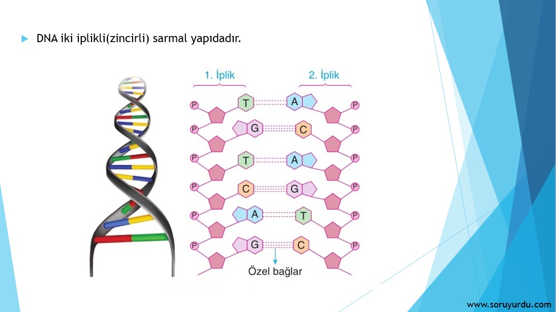 Sunu Dna Ve Genetik Kod Soruyurdu